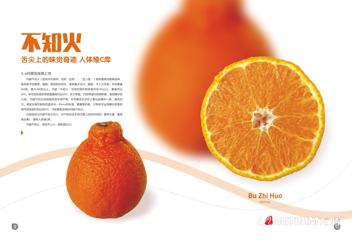 丹棱桔橙招商手冊設計|水果桔橙不知火春見(jiàn)清見(jiàn)愛(ài)媛38號春香桔柚產(chǎn)品項目招商畫(huà)冊設計