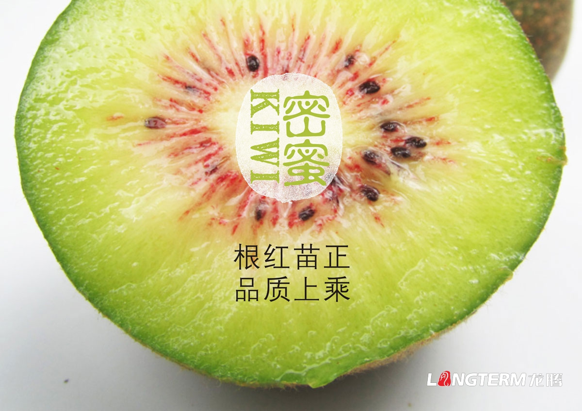 紅陽(yáng)紅心獼猴桃包裝設計|成都奇異果新鮮水果包裝禮盒設計效果圖