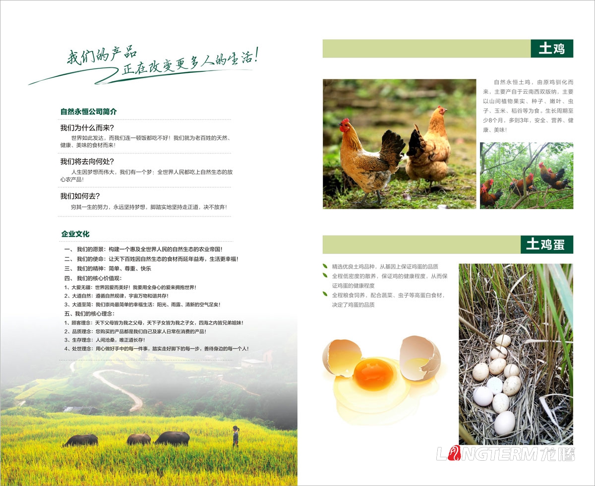 自然永恒土雞蛋宣傳設計|四川自然永恒生態(tài)農業(yè)開(kāi)發(fā)有限公司宣傳物料設計|海報折頁(yè)廣告宣傳單設計