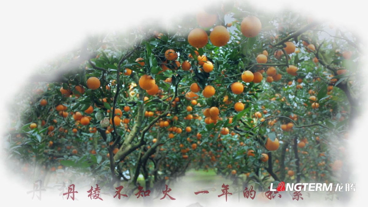 丹棱縣不知火品牌營(yíng)銷(xiāo)策劃公司|眉山市水果桔橙種植基地丑柑愛(ài)媛春見(jiàn)清見(jiàn)耙耙柑大雅柑品牌推廣活動(dòng)執行公司