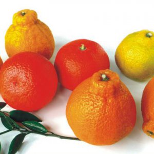 桔橙產(chǎn)品推廣品牌營(yíng)銷(xiāo)策劃形象設計