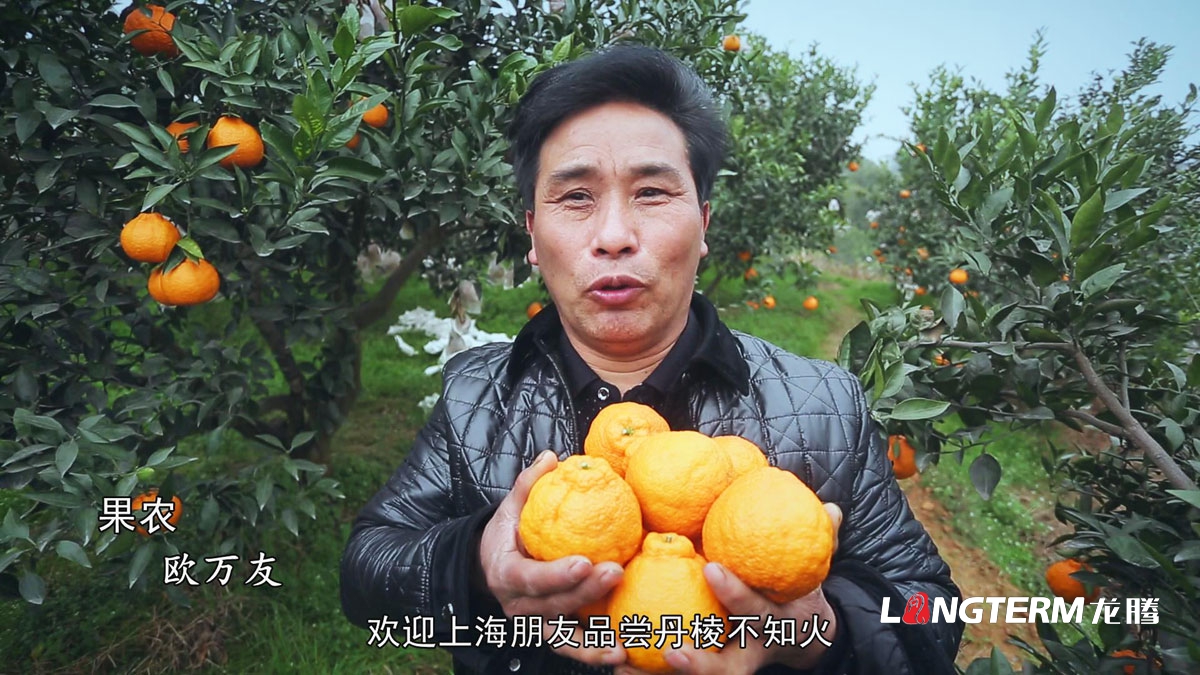 桔橙產(chǎn)品推廣品牌營(yíng)銷(xiāo)策劃形象設計|柑子橘子桔橙橙子柚子廣柑臍橙LOGO商標VI標志品牌建設