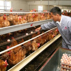 農產(chǎn)品策劃設計公司：農產(chǎn)品品牌策劃需要包裝設計