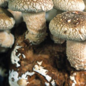 農業(yè)品牌設計公司：企業(yè)品牌形象設計的注意要點(diǎn)