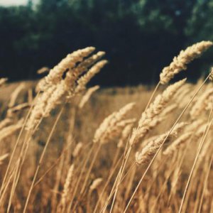 農業(yè)app推廣的幾個(gè)做法