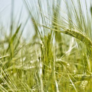 農業(yè)品牌策劃公司談農企應迎合互聯(lián)網(wǎng)潮流